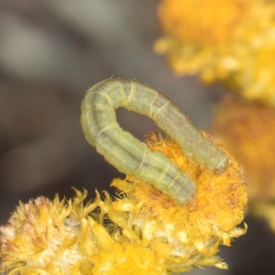 Lepidoptera unclassified IMMATURE moth at Latham, ACT - 24 Feb 2024 by kasiaaus