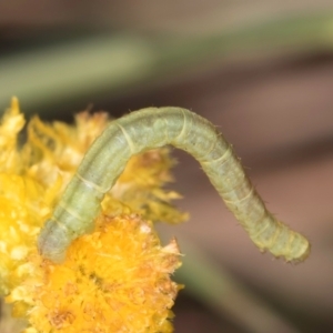 Lepidoptera unclassified IMMATURE moth at Latham, ACT - 24 Feb 2024