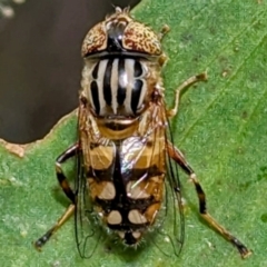 Eristalinus punctulatus (Golden Native Drone Fly) at Cooleman, NSW - 22 Feb 2024 by HelenCross