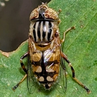 Eristalinus punctulatus (Golden Native Drone Fly) at Kosciuszko National Park - 23 Feb 2024 by HelenCross