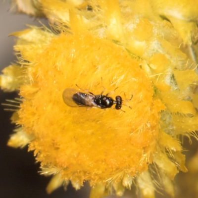 Chalcidoidea (superfamily) (A gall wasp or Chalcid wasp) at Blue Devil Grassland, Umbagong Park (BDG) - 24 Feb 2024 by kasiaaus