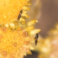 Chalcidoidea (superfamily) at Blue Devil Grassland, Umbagong Park (BDG) - 24 Feb 2024