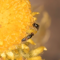 Chalcidoidea (superfamily) at Blue Devil Grassland, Umbagong Park (BDG) - 24 Feb 2024