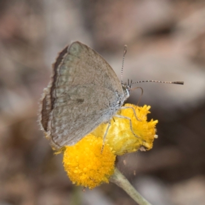 Zizina otis (Common Grass-Blue) at Latham, ACT - 24 Feb 2024 by kasiaaus