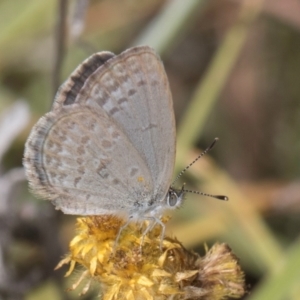 Zizina otis at Blue Devil Grassland, Umbagong Park (BDG) - 24 Feb 2024