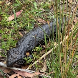 Tiliqua rugosa at QPRC LGA - 24 Feb 2024