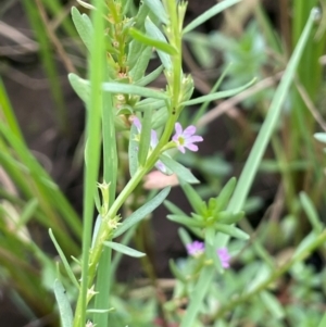 Lythrum hyssopifolia at Breadalbane, NSW - 24 Feb 2024