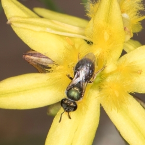 Lasioglossum (Homalictus) urbanum at Latham, ACT - 24 Feb 2024 01:30 PM