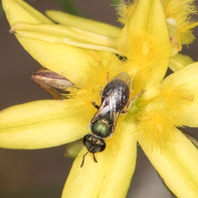 Lasioglossum (Homalictus) urbanum (Furrow Bee) at Blue Devil Grassland, Umbagong Park (BDG) - 24 Feb 2024 by kasiaaus