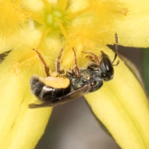 Lasioglossum (Homalictus) urbanum at Latham, ACT - 24 Feb 2024 01:30 PM