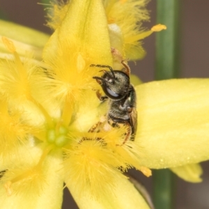 Lasioglossum (Homalictus) urbanum at Latham, ACT - 24 Feb 2024 01:30 PM