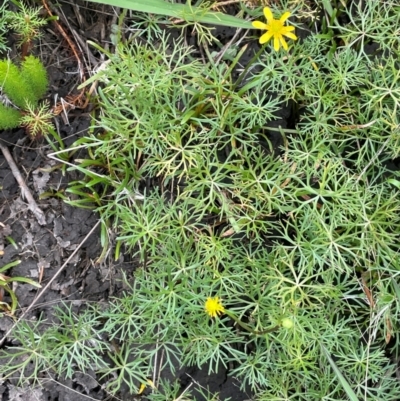 Ranunculus inundatus (River Buttercup) at Breadalbane, NSW - 24 Feb 2024 by JaneR