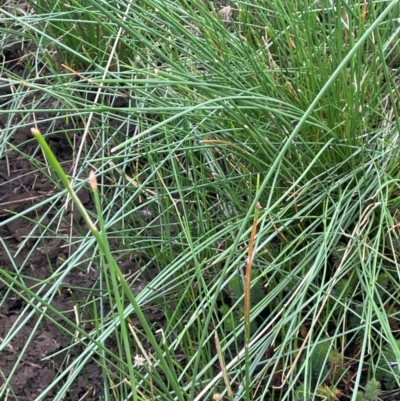 Eleocharis acuta (Common Spike-rush) at Breadalbane, NSW - 24 Feb 2024 by JaneR