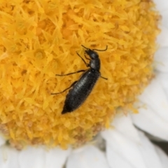 Dasytinae (subfamily) (Soft-winged flower beetle) at Latham, ACT - 24 Feb 2024 by kasiaaus