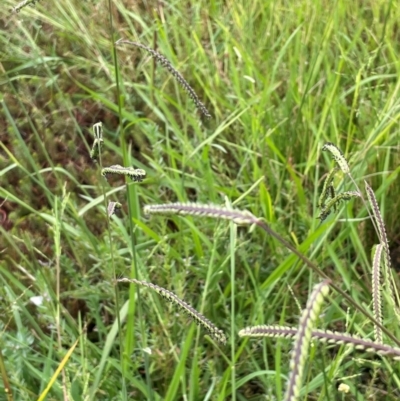 Paspalum dilatatum (Paspalum) at Breadalbane, NSW - 24 Feb 2024 by JaneR