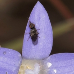 Calyptrate (subsection) (Unidentified house-flies, blow-flies and their allies) at Latham, ACT - 24 Feb 2024 by kasiaaus