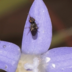 Calyptrate (subsection) at Blue Devil Grassland, Umbagong Park (BDG) - 24 Feb 2024