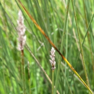 Carex tereticaulis at Breadalbane, NSW - 24 Feb 2024 02:22 PM