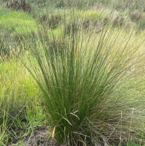 Carex tereticaulis at Breadalbane, NSW - 24 Feb 2024 02:22 PM