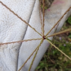 Chloris truncata at Rugosa - 23 Feb 2024