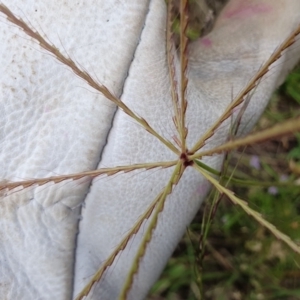 Chloris truncata at Rugosa - 23 Feb 2024