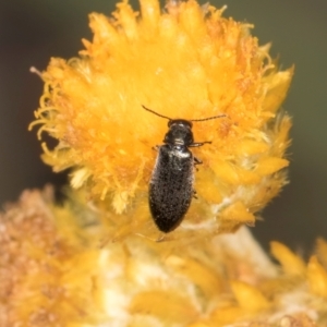 Dasytinae (subfamily) at Latham, ACT - 24 Feb 2024