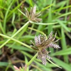 Cyperus sanguinolentus (A Sedge) at Breadalbane, NSW - 24 Feb 2024 by JaneR