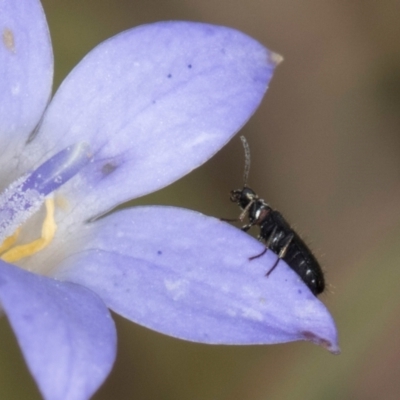 Dasytinae (subfamily) (Soft-winged flower beetle) at Blue Devil Grassland, Umbagong Park (BDG) - 24 Feb 2024 by kasiaaus