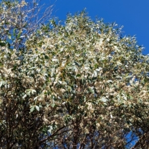 Eucalyptus stellulata at Kosciuszko National Park - 23 Feb 2024