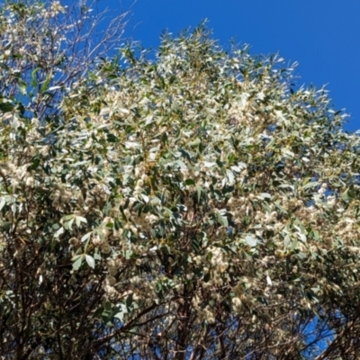 Eucalyptus stellulata (Black Sally) at Cooleman, NSW - 22 Feb 2024 by HelenCross