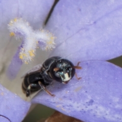 Hylaeus (Prosopisteron) species at Latham, ACT - 24 Feb 2024 by kasiaaus