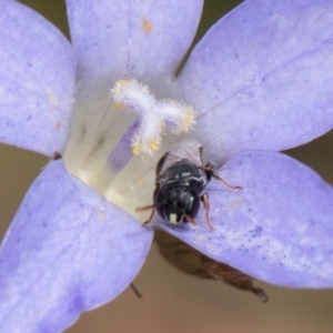 Hylaeus (Prosopisteron) species at Latham, ACT - 24 Feb 2024 01:38 PM