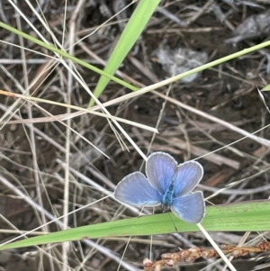 Zizina otis at Breadalbane, NSW - 24 Feb 2024 02:29 PM