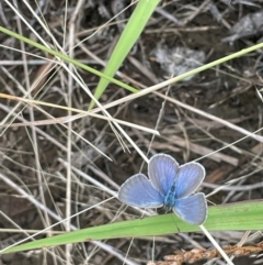 Zizina otis at Breadalbane, NSW - 24 Feb 2024 02:29 PM