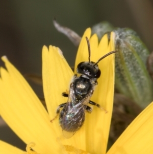 Lasioglossum (Chilalictus) lanarium at Latham, ACT - 24 Feb 2024