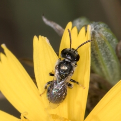Lasioglossum (Chilalictus) lanarium (Halictid bee) at Blue Devil Grassland, Umbagong Park (BDG) - 24 Feb 2024 by kasiaaus