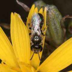 Lasioglossum (Chilalictus) lanarium at Latham, ACT - 24 Feb 2024