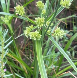 Cyperus eragrostis at Breadalbane, NSW - 24 Feb 2024 02:37 PM