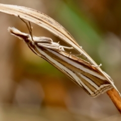 Hednota relatalis (A Crambid moth) at Hughes Grassy Woodland - 24 Feb 2024 by LisaH
