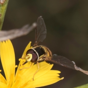 Simosyrphus grandicornis at Blue Devil Grassland, Umbagong Park (BDG) - 24 Feb 2024