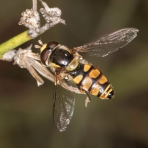 Simosyrphus grandicornis at Latham, ACT - 24 Feb 2024 01:45 PM