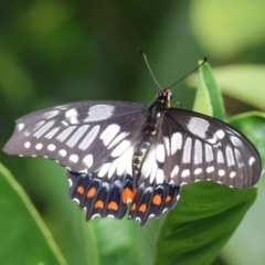 Papilio anactus (Dainty Swallowtail) at Hughes, ACT - 24 Feb 2024 by LisaH