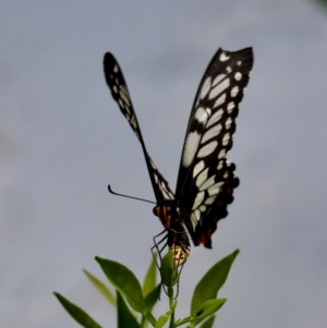 Papilio anactus at Hughes, ACT - 24 Feb 2024