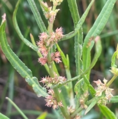 Rumex brownii (Slender Dock) at Breadalbane, NSW - 24 Feb 2024 by JaneR