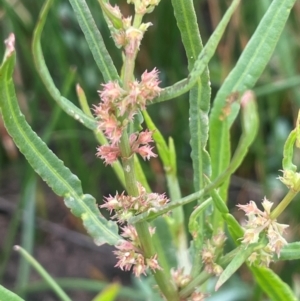 Rumex brownii at Breadalbane, NSW - 24 Feb 2024 02:38 PM