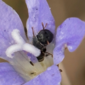 Hylaeus (Prosopisteron) species at Latham, ACT - 24 Feb 2024