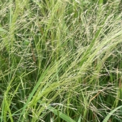 Lachnagrostis filiformis (Blown Grass) at Breadalbane, NSW - 24 Feb 2024 by JaneR