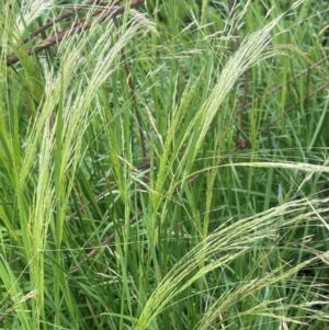 Lachnagrostis filiformis at Breadalbane, NSW - 24 Feb 2024