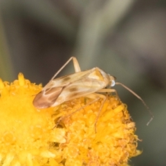 Miridae (family) (Unidentified plant bug) at Latham, ACT - 24 Feb 2024 by kasiaaus