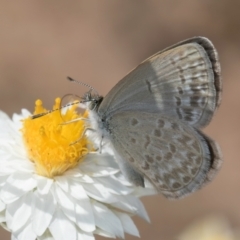 Zizina otis (Common Grass-Blue) at Blue Devil Grassland, Umbagong Park (BDG) - 24 Feb 2024 by kasiaaus